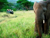 Thula Thula Exclusive Private Game Reserve & Lodge 