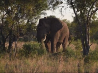 Ngiri Safaris 