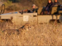 Amakhosi Safari Lodge 