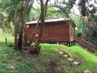 Big Tree Cabin 