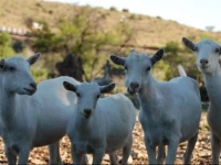 Muggefontein Guest Farm 