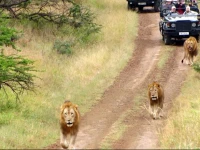 African Spirit Game Lodge 
