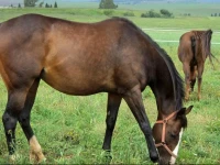 Wynnholme Stud Self Catering 