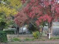 The Goose House 