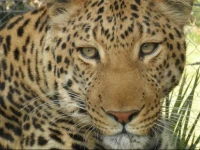 Loebies Guestfarm & Predator Park 