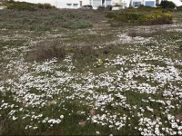 Sonkwas Blue Self-Catering Apartment 