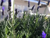 Lavender Terrace B&B 