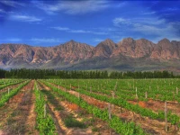 Seven Oaks Vineyard Cottages 