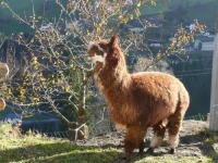 Grossarl Maria 