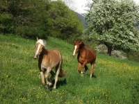 Apart Annelies 