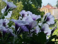 Ferienwohnung Holiday Lienz 