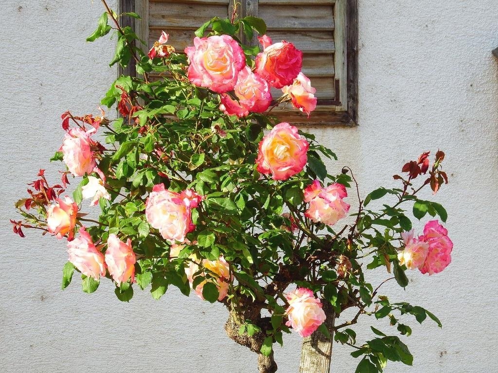 Haus Margarethe 