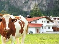 Apartment Tirol 