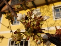 Meissnitzerhof 