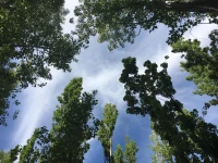 Bosque De Sol 