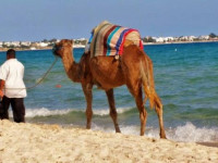 Fortuna 2* Sousse