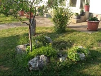 BorГіka VendГ©ghГЎz 