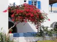 Casa Flora Antiparos 
