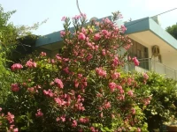 Wind Heaven Garden 