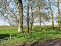 Baswick Steer 