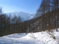 Hayaokidori