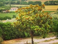B&b Il Ciliegio Errante 