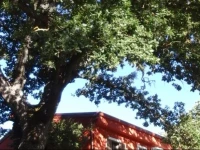B&B Kikina 