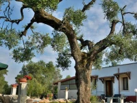 Agriturismo Molle 