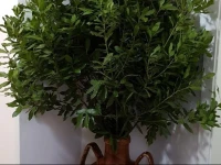 Dafne 