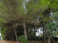 B&B Quasimare 