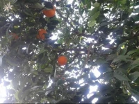 Camera Arancione 