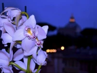 Notti al Vaticano-Deluxe St.Peter 