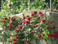 Tenuta Mazzini 