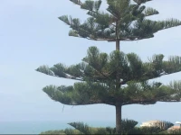 Frontemare 