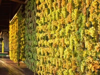 Soave Relais Castelcerino 