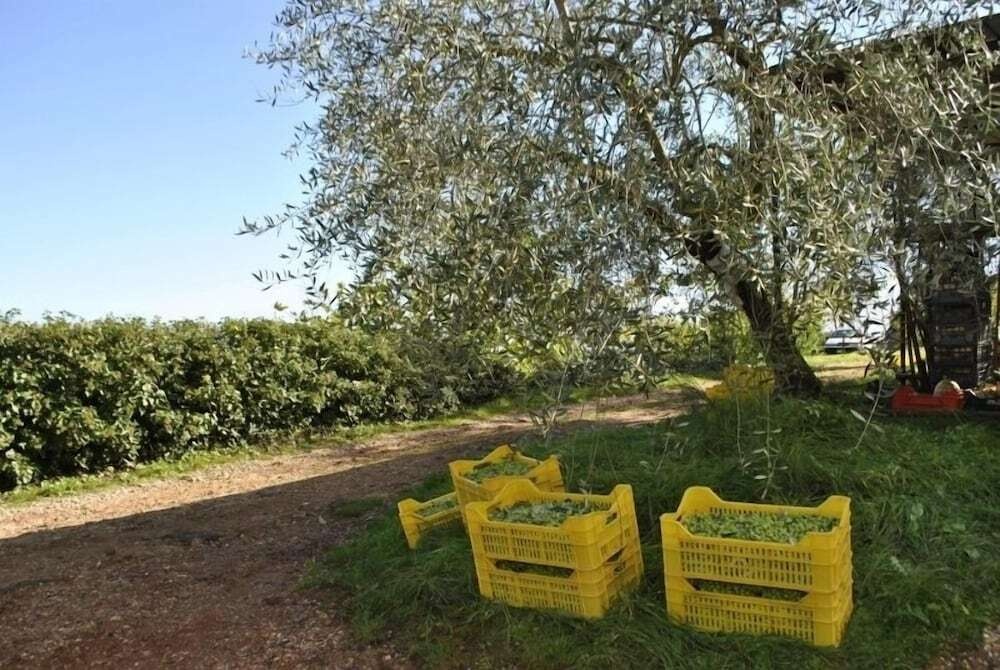 Agriturismo Podere Ficareto 