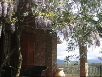 Alle Mimose 