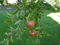 MalГ№ 