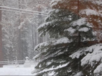 Knotty Pine Cabin