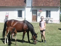 le cottage des chevaux 