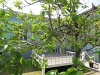 Mirzo Bed and Breakfast 5*