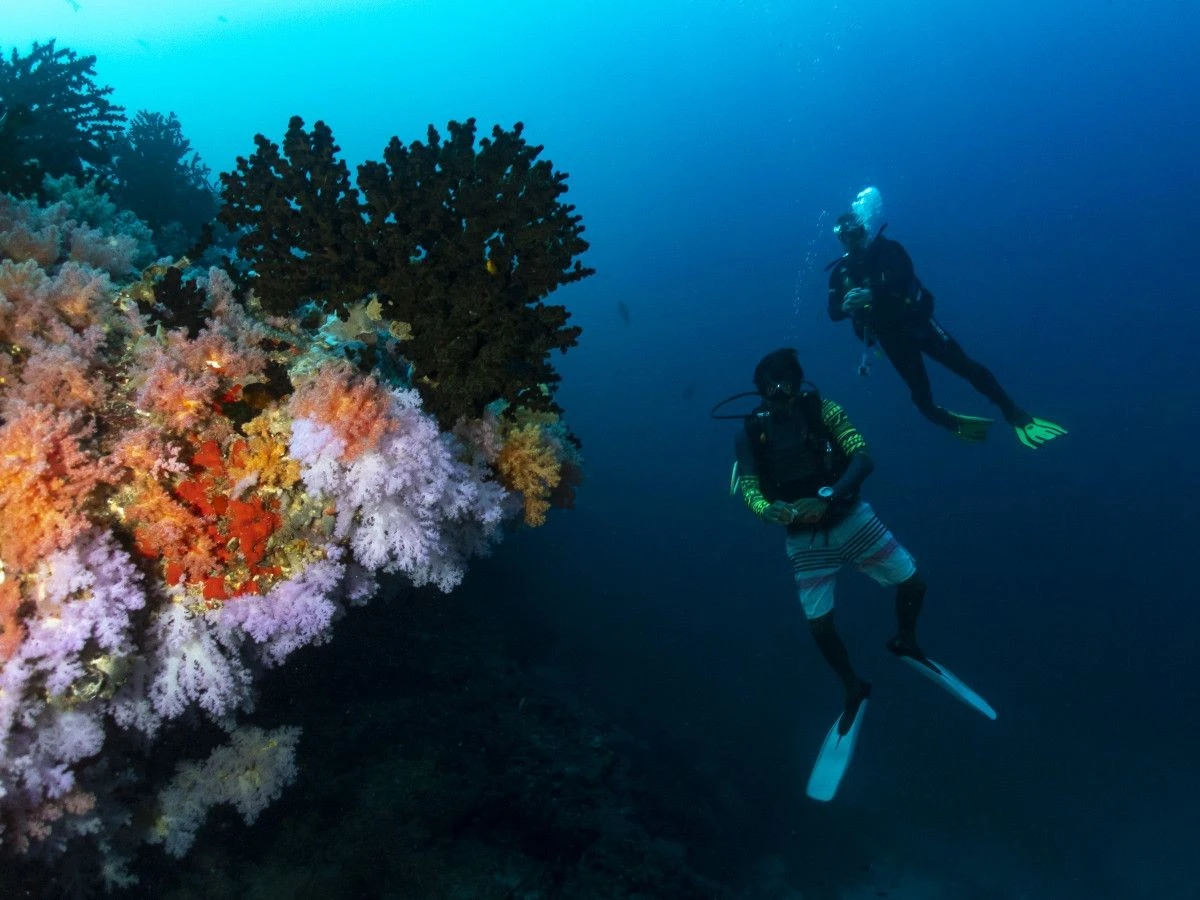 Живой риф: Eri Maldives демонстрирует один из лучших прибрежных рифов Северного атолла Мале