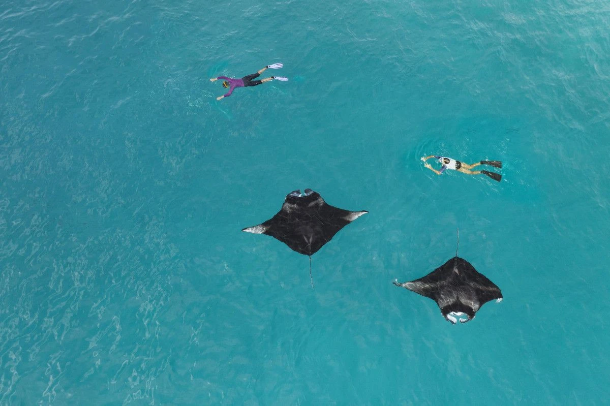 Сезон мант возвращается: встречи в первом ряду в курорте The Westin Maldives Miriandhoo