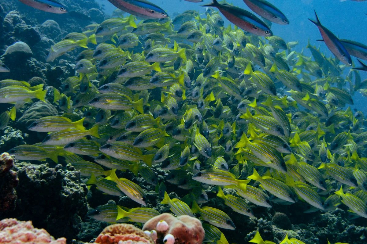 Coco Bodu Hithi отмечает Всемирный день женского дайвинга PADI с пользой