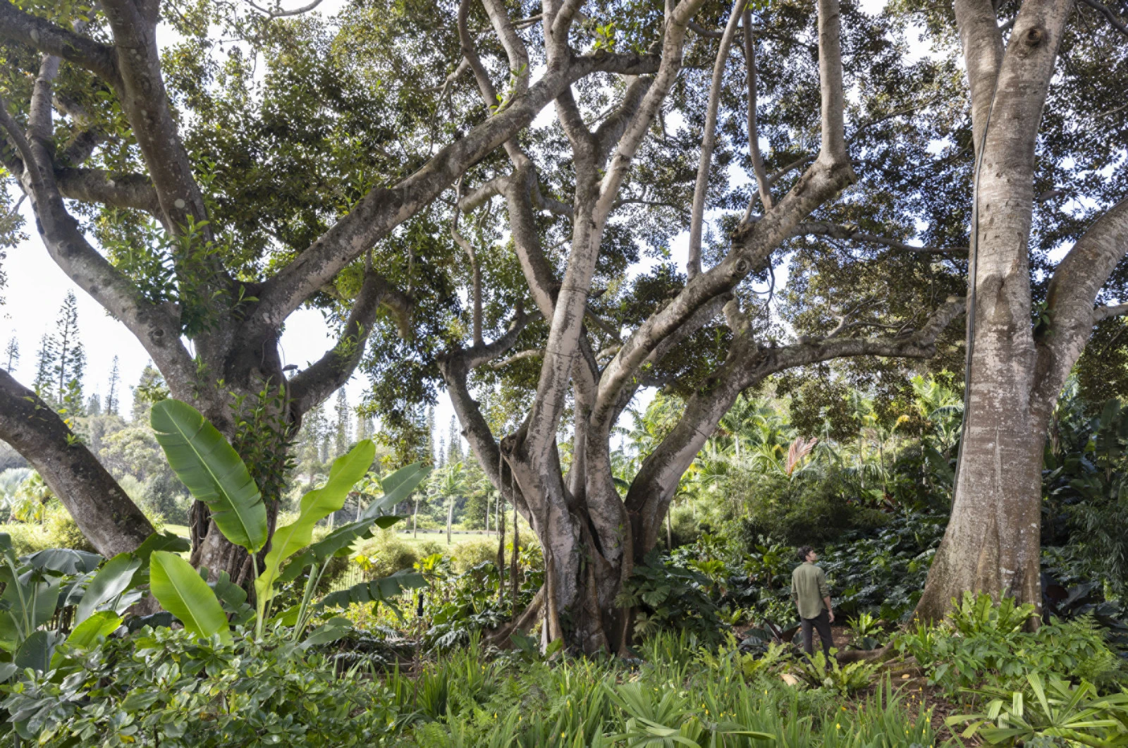 Два мира на одном острове: программа Four Seasons Resorts Lanai