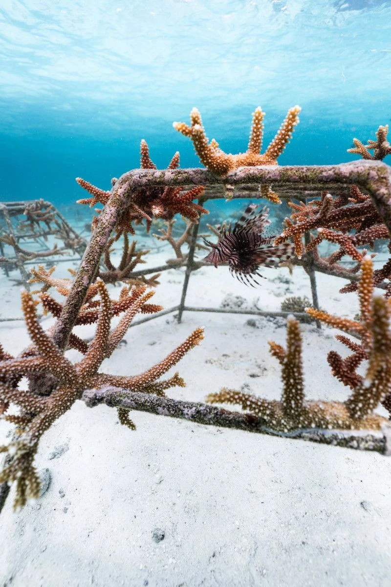 Живой учебный класс на рифе: образовательная программа стартовала в Villa Nautica