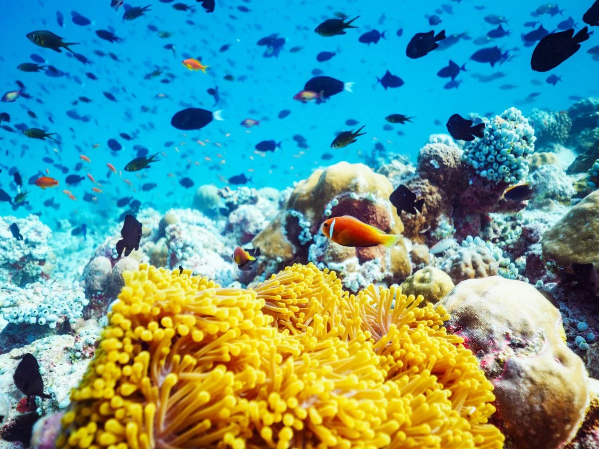 Курорт LUX* South Ari Atoll стал лауреатом в трёх номинациях премии Travel + Leisure Luxury Awards Asia Pacific 2026