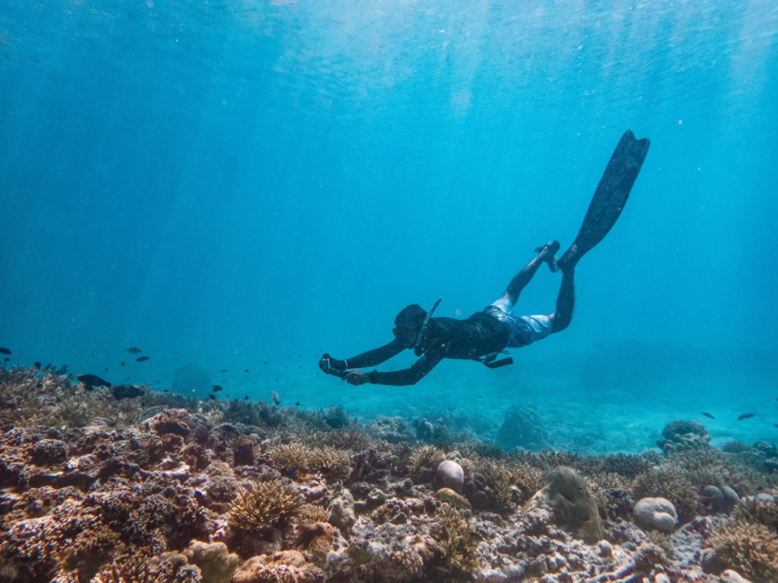 Four Seasons Resort Seychelles представляет новые морские приключения под руководством штатных морских биологов