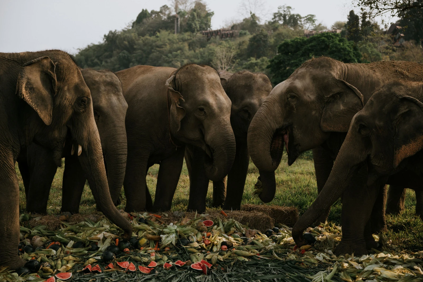 Anantara Golden Triangle отмечает Всемирный день слонов 2026 года культурными мероприятиями, заботой о природе и исследованиями слонов
