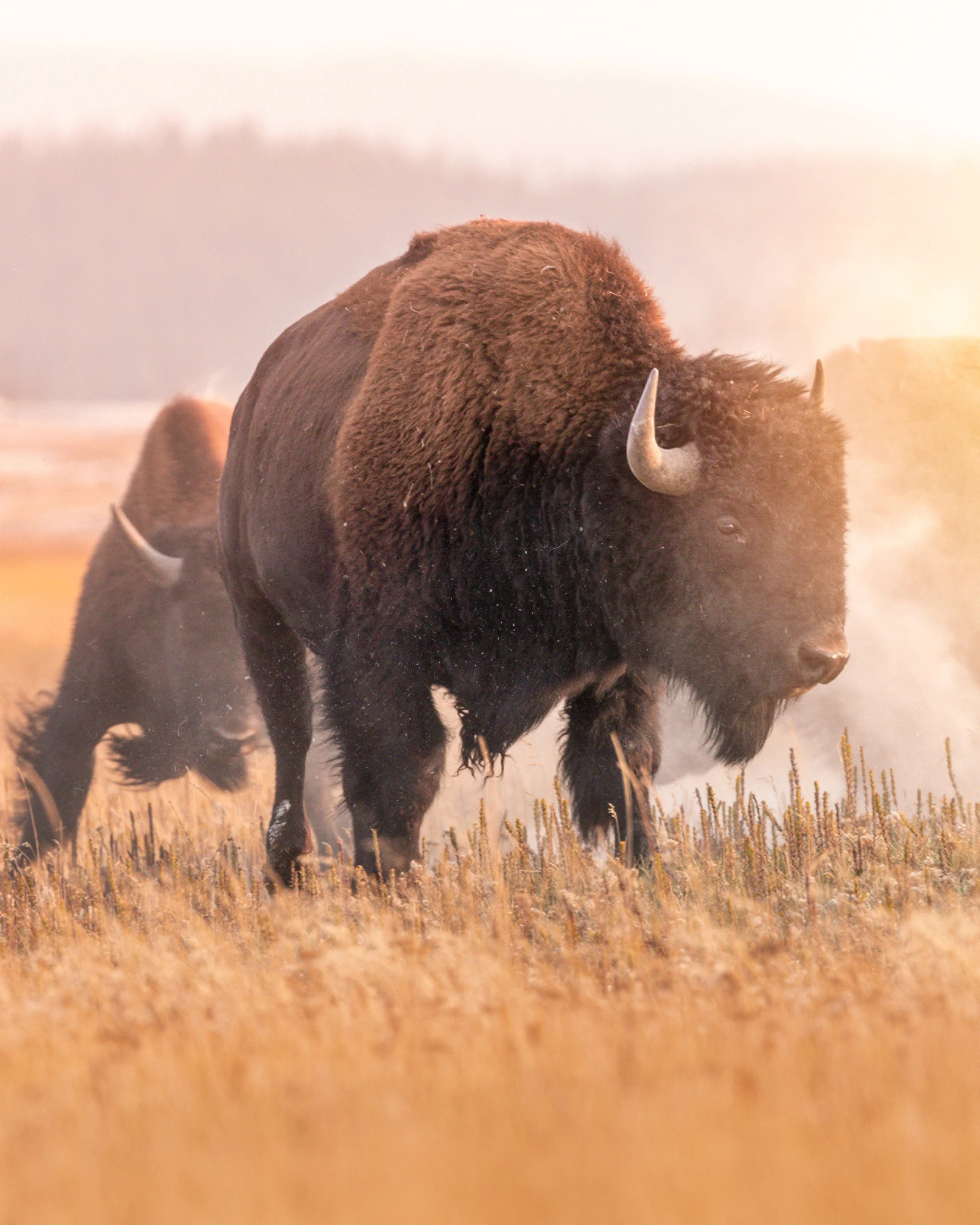 Four Seasons Resort and Residences Jackson Hole приглашает на осенние фестивали, знакомство с местной кухней и приключения в Тетонах